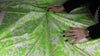 Lime green and white floral silk charmeuse